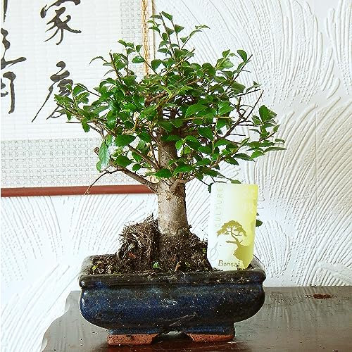 Zelkova Bonsai Tree (Zelkova Serrata) - Elegant Indoor & Outdoor Beauty, Low Maintenance in Ceramic Pot - Ideal House Plant for Home Decor and Bonsai Gardening