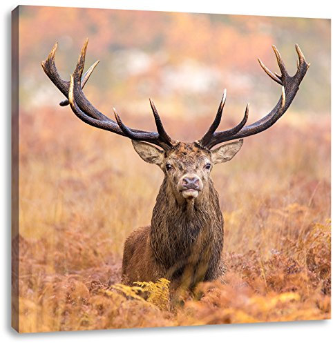 Pixxprint Großer Hirsch im Feld, Größe: 70x70, Leinwandbild Quadratisch, Wandbild, Kunstdruck, fertig bespannt
