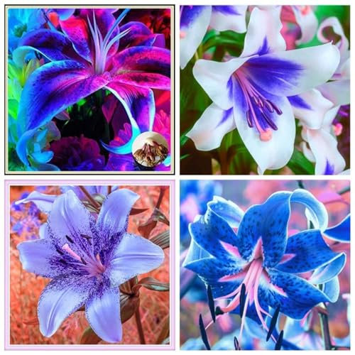 Lilium martagon zwiebeln,Winterharte mehrjährig,lilien Deko,lilie riesen,lilien zwiebeln Forever susan,Lilien im topf,Lilie,duft lilien,lilien knollen,lilien zwiebeln winterhart.-4 zwiebeln-A