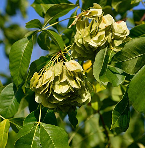 Kleeulme 100-125cm - Ptelea trifoliata - lebende Gartenpflanze aus den Baumschulen