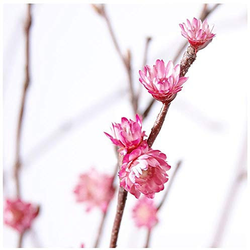 NingVong Fiori di Prugna secchi/composizioni Floreali Reali/Rami di Fiori secchi/Decorazione di Rami secchi/Circa 60 cm di Lunghezza-Rosa