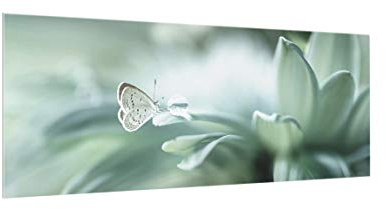 Bilderwelten Spritzschutz Glas Schmetterling & Tautropfen in Pastellgrün Panorama, 50x125 cm