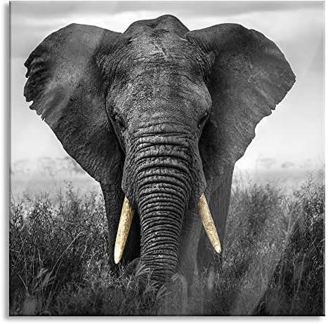 Pixxprint Glasbild, Wandbild auf Echtglas, prachtvoller Elefant, 50x50 cm, inkl. Aufhängung und Abstandshalter
