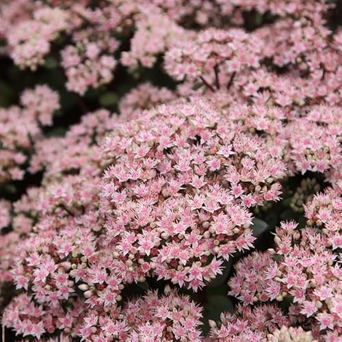 Plant Theory Matrona Stonecrop Perennials Flowering Plants Hylotelephium 2L Pot