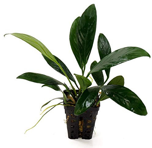 Aquarium Fan Gillets Speerblatt/Anubias gilletii