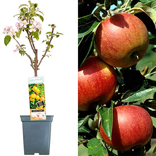 Terrassenobstbaumkollektion | Verschiedene Früchte | Ideal für kleine Gärten | 2-3ft