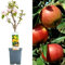 Collection d'arbres fruitiers pour patio | Fruits variés | Idéal pour petits jardins | 2-3 pieds