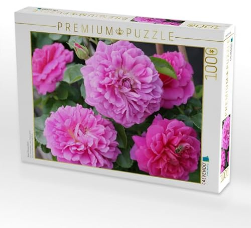 CALVENDO Puzzle Rose 'Princess Anne' | 1000 Teile Lege-Größe 64 x 48 cm Foto-Puzzle für glückliche Stunden