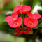 350 pcs christusdorn pflanze kaufen samen zimmerpflanzen blumen garten Euphorbia milii, stauden winterhart mehrjährig plant winterfeste pflanzen für kübel sommerblumen topfpflanzen