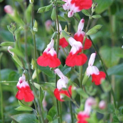 Salvia microphylla 'Hot Lips' – Vibrant Red and White Bicolor Flowers, Perfect for Pollinator Gardens, Hardy and Long-Blooming, Supplied as 3X or 6X Bareroot Plants by Thompson and Morgan