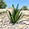 ILGUN Metall-Agave Pflanze - Große Tequila Rustikale Skulptur, Garten Kunst Statue Deko (a-7,L)