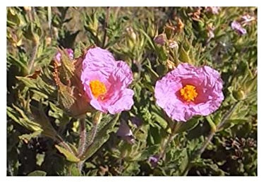Stk - 10x Cistus crispus Strauch Garten Pflanzen - Samen ID1191 - Seeds & Plants Shop by Ipsa