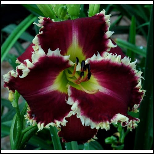 Taglilien zwiebeln,Winterhart Mehrjährig,Frühlingsblüher,pflegeleicht,hat leuchtende Blüten,eignet sich für die Innen Außendekoration,gross blumige taglilien,hemerocallis Knollen.-8zwiebeln-E