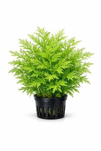 Canton Aquatics Water Sprite Indian Fern - Live Plants for Fish Tank, Live Aquarium Freshwater Plant, Easy Aquatic Plants for Beginner Aquarists, Low-Tech Friendly, Grows Fast