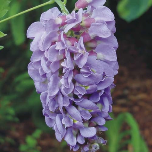 Wisteria sinensis 'Amethyst' – Fragrant Flowering Vine for Pergolas and Walls, Violet Purple Blooms, Grafted Plant, Easy to Grow, Hardy Climber - 1x 3 Litre Potted Plant by Thompson & Morgan