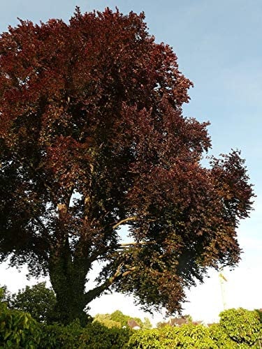 AGROBITS Purple Beech, Copper Beech (Fagus Sylvati) 5 See