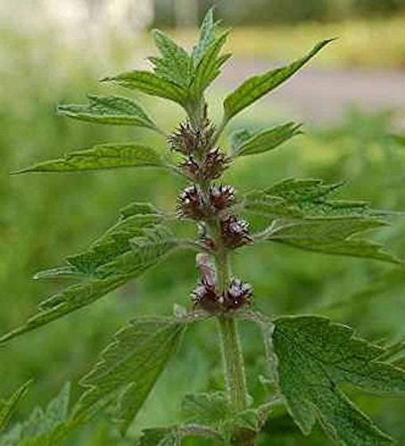 Herzgespann - Leonurus cardiaca - Gartenpflanze - natürliche Pflanze