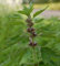 Herzgespann - Leonurus cardiaca - Gartenpflanze - natürliche Pflanze