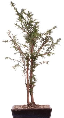 Bonsai - Taxus baccata, Europäische Eibe, 2er-Gruppe 201/220