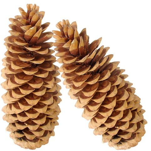 matches21 HOME & HOBBY XXL Deko-Zapfen 20-38 cm großer Natur-Kiefernzapfen als Bastelbedarf - Natur Tannenzapfen 2er Set zum Basteln