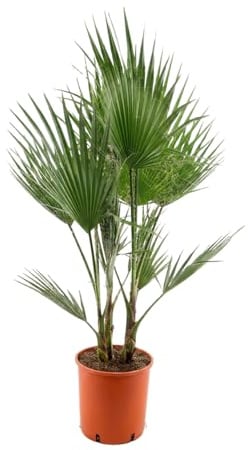 Bloomique - Washingtonia Robusta - Mexikanische Fächerpalme - Palme - Gartenpflanze - Winterhart - Immergrün - Höhe 130-150 cm - Topf 26 cm
