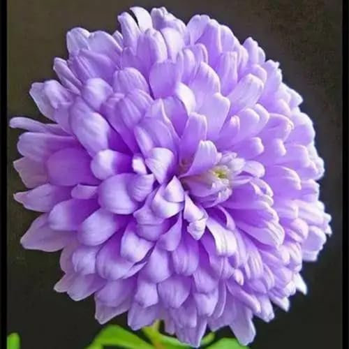 Dahlienzwiebeln Dahlien knollen winterhart Dahlien knollen großblumig winterhart Dahlien knollen winterhart rot