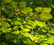 Aamish 15 semi di piante di Fagus sylvatica