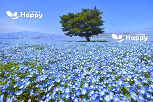 Baby Blue Eyes - 1500 seeds + Plant tag + Freebie - Nemophila menziesii insignis - Landscaping Flower