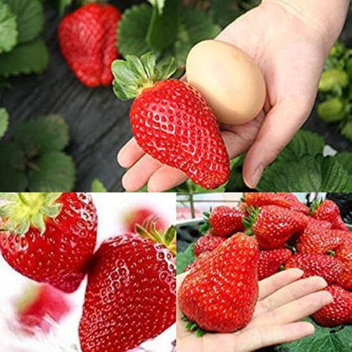 300 semillas gigantes de fresa adecuadas para macetas y exteriores, ideal para balcón, terraza, jardín pequeño