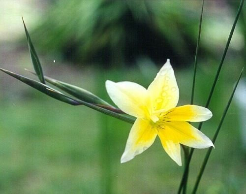 graines fraîches glaïeuls trichonemifolius x15