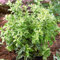 GardenersDream Euonymus 'Harlequin' - Immergrüne Pflanzen Winterhart Buntlaubig - Winterharte Kübelpflanzen - Gartenpflanzen Premium XXL mit Weißem Rand