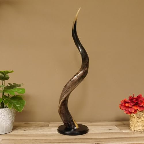 GTK - Geweihe & Trophäen KRUMHOLZ 1 Stück Kudu Aussenhorn glanzpoliert medium auf Ständersockel Neu H 63 cm 80.20.5.9