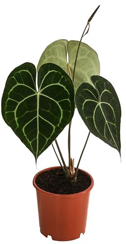 Dehner Herzblattblume, Anthurium clarinervium, luftreinigend, ca. 15 cm, Ø Topf 12 cm, Zimmerpflanze
