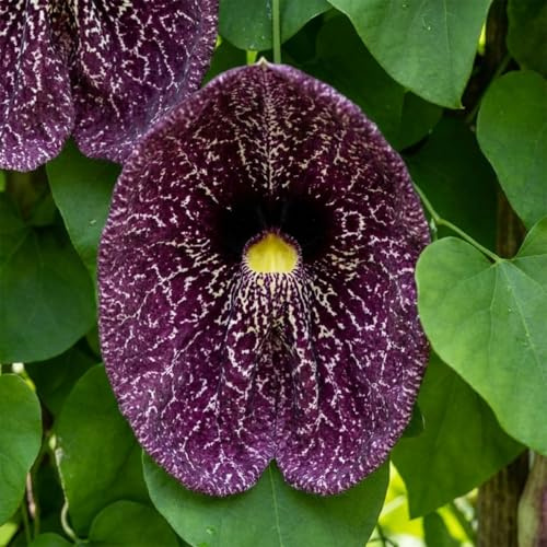 Bloomique - Aristolochia macrophylla - Deutsche Pfeifenblume - Gartenpflanzen - Kletterpflanzen - Winterhart - Höhe 60-80 cm - Topfgröße: 19 cm