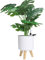 16,5 cm selbstbewässernde Pflanzgefäße (2er-Pack) für Zimmerpflanzen mit Wasseranzeige, weißer moderner Blumentopf mit Holzständer für Büro, Heimdekoration, Garten