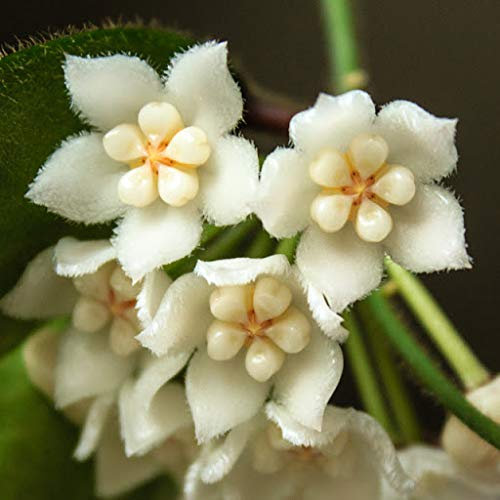Huifang Fresh 100pcs Hoya Carnosa Blumensamen zum Pflanzen von Weiß 1