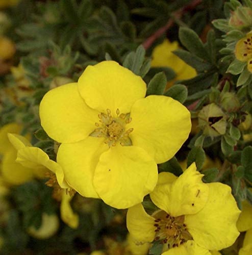 10x Fünffingerstrauch Goldstar - Potentilla fruticosa - lebende Gartenpflanze aus den Baumschulen