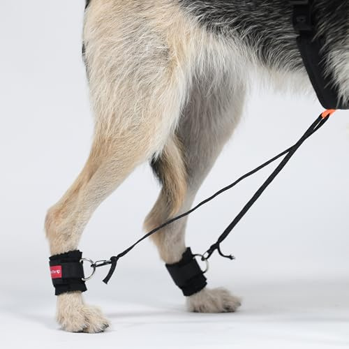 HERZENSTIER Trainingsbandage Gr. L45 Hund Hinterbein 2er Set inkl. Expander-Band – Gangschulung & Muskelaufbau bei Überköten, degenerativer Myelopathie, Ataxie | Neopren Gehhilfe schwache Hinterhand