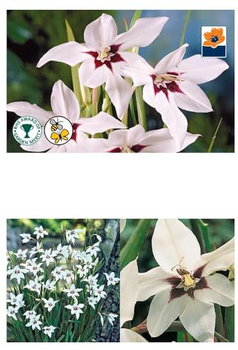 15 x Acidanthera Bulbs 'Peacock Orchids'