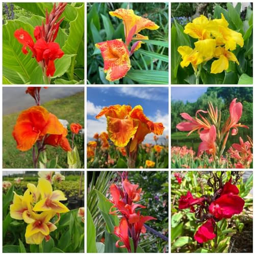9 pcs canna lily zwiebeln - Canna indica - topfpflanzen echt, bodendecker winterhart canna knollen kaufen balkonpflanzen frühling blumenzwiebeln frühblüher, blumen garten blumenzwiebeln