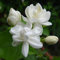 Generic 50 Pz Semi di Gelsomino Arabo Bianco Fiore Ornamentale Giardino Balcone Bonsai Decor Semi per Piantare | Casa giardino serra Semi di gelsomino