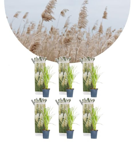 Bloomique - 6er-Set - Cortaderia Selloana - Weißes Pampasgras - Ziergras - Winterhart - Höhe 20-30 cm - Topf 9 cm
