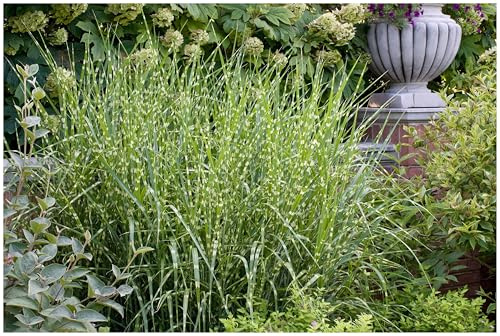 Stauden Gänge 3 x Miscanthus sinensis 'Giraffe' Zebra Chinaschilf | Hohes Ziergras für Sonne, Blüte August bis Oktober, mehrjährig, 1 L Topf (11x11 cm)