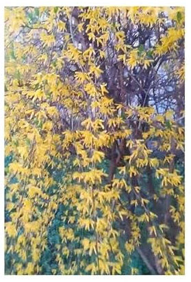 Stk - 10x Forsythia suspensa Hänge Forsythie Garten Pflanzen - Samen B934 - Seeds & Plants Shop by Ipsa
