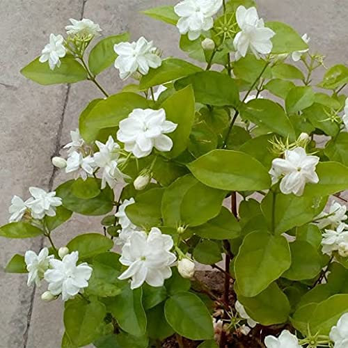 Aamish 20 Stück Jasminum Sambac Jasmin Blumensamen