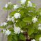 Aamish 20 Stück Jasminum Sambac Jasmin Blumensamen