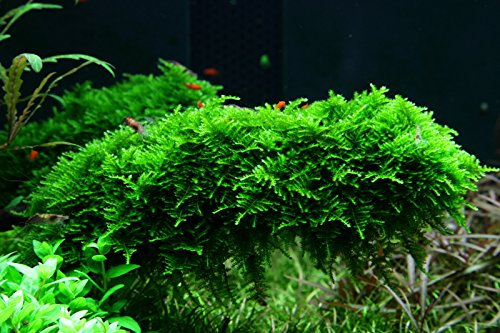 AquaOne Aquarium Pflanze In Vitro 1 Stück Moos Vesicularia dubyana Christmas Wasserpflanze 1-2-Grow Aquariumpflanzen Moose Becher Labor-Aquarienpflanzen