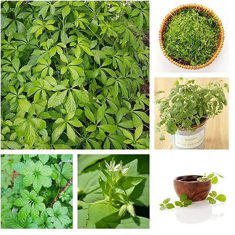 500 Pezzi Semi Di Piante Jiaogulan, Erbe Culinarie Perenni Resistenti Al Suolo (Gynostemma Pentaphyllum) Regali Da Balcone Per Giardino Di Erbe Aromatiche Per Gli Amanti Del Giardino