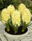60 Stück gelbe Hyazinthen-Blumensamen