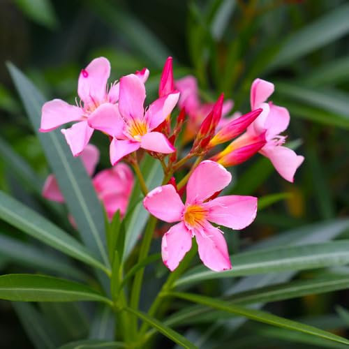 90 graines de fleurs de laurier-rose fraîches